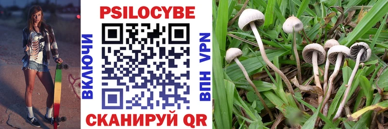 Галлюциногенные грибы Psilocybine cubensis  где продают   Менделеевск 